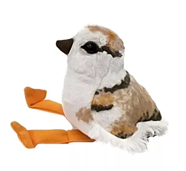 AB Piping Plover Chick
