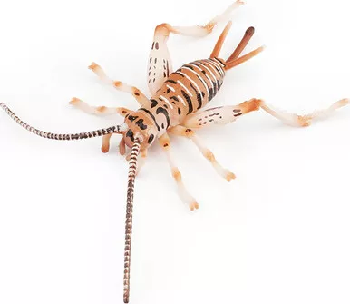 Cricket (Toymany)