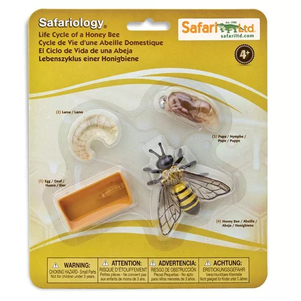 Life Cycle Of A Honey Bee Figures Safari Ltd