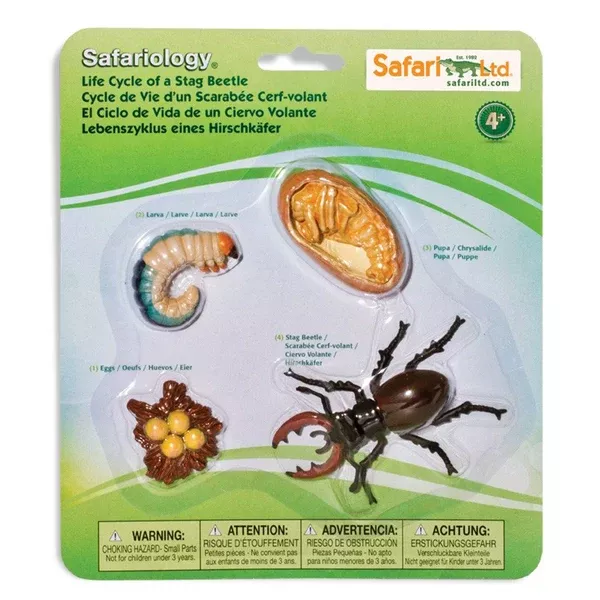 Life Cycle Of A Stag Beetle Figures Safari Ltd
