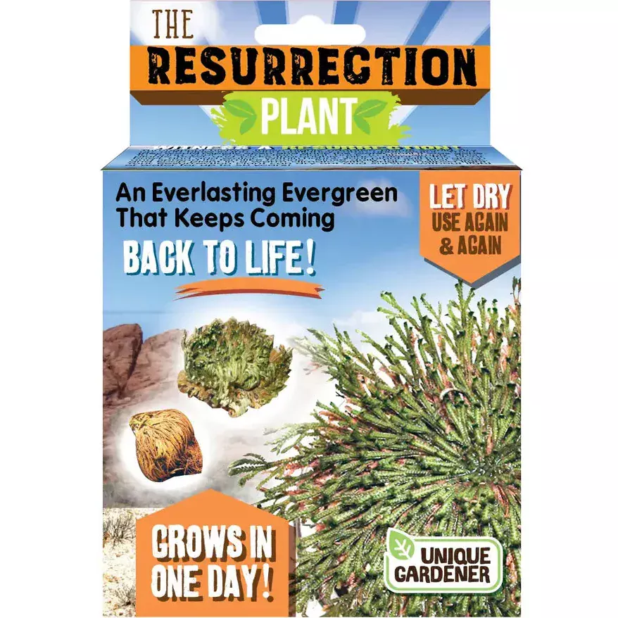 Resurrection Plant