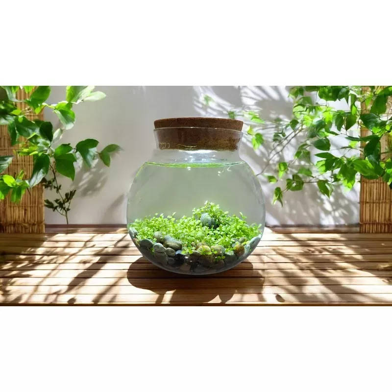 WaterPlants - Create Your Own Aquascape